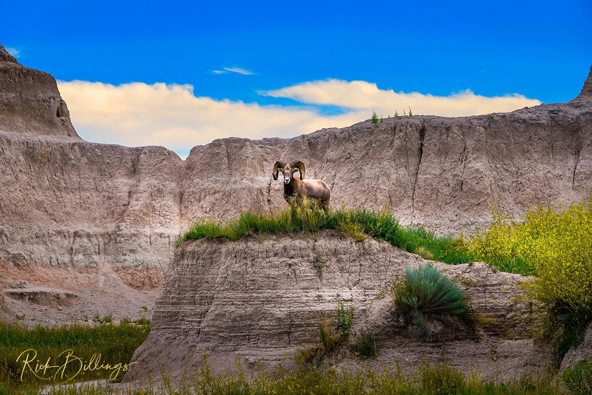 1003 Badlands Bighorn Sheep