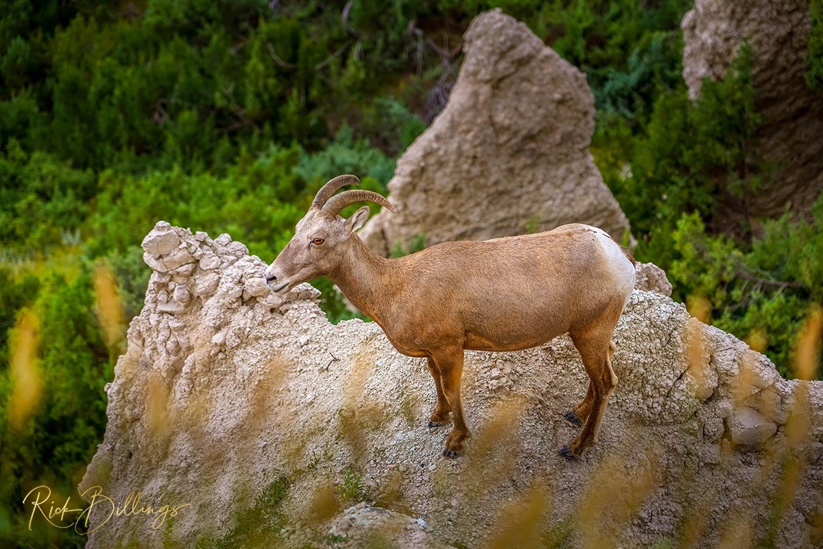 1004 Badlands Bighorn Sheep Ridge