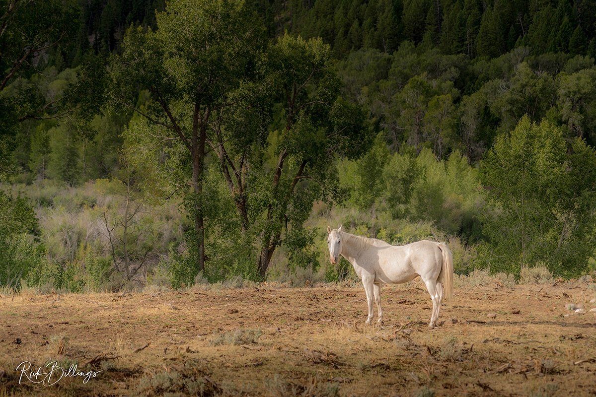 1058 Jackson White Horse