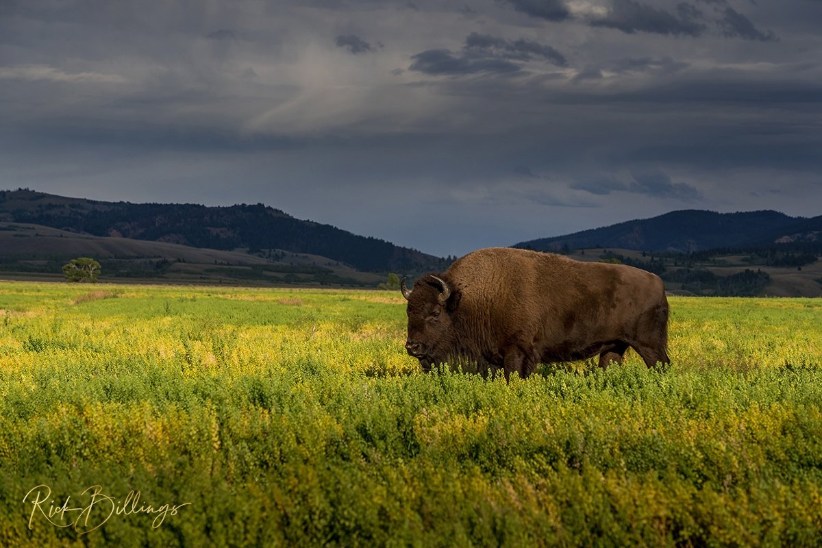 1063 Buffalo Range