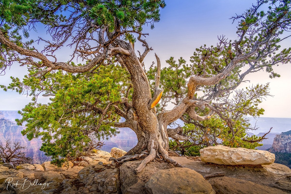 1292 Grand Canyon North Rim