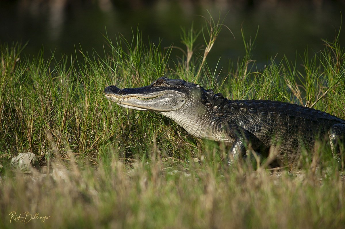 1340-Gator-on-the-Prowl