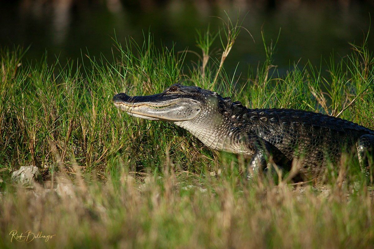 1340 Gator on the Prowl