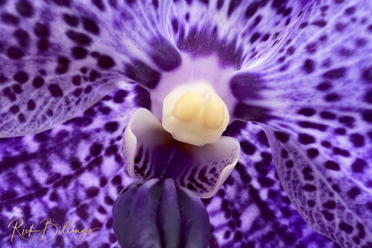 1350-Orchid-Eyes