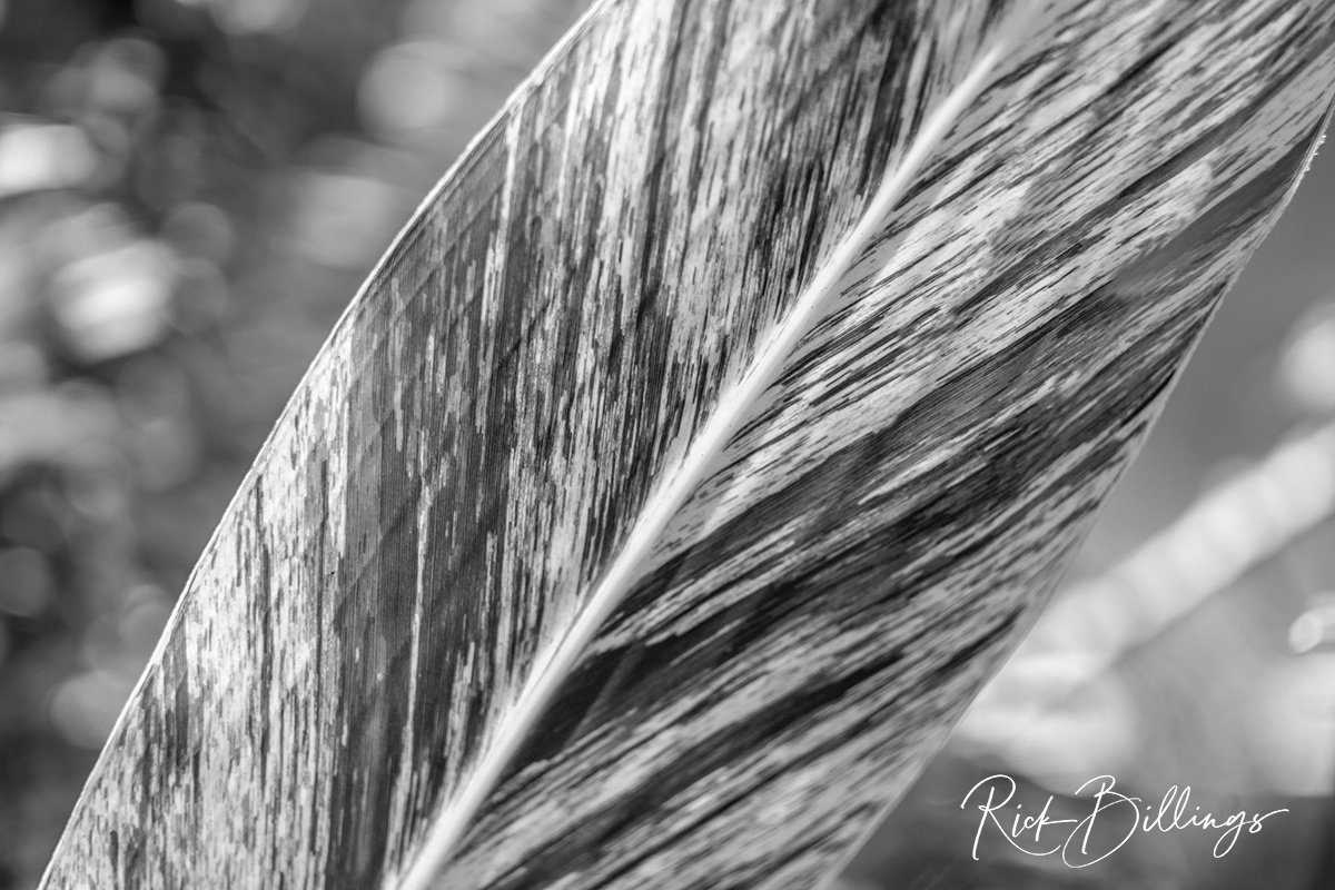 1351-Leaf