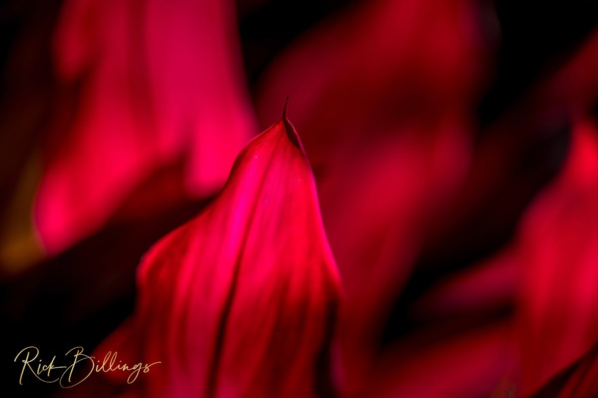 1352-Love-Leaves