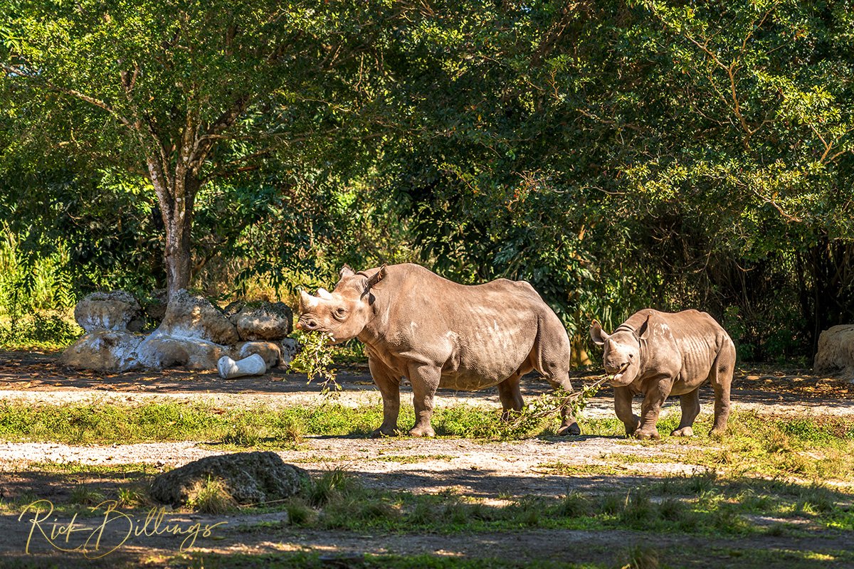 1356 Rhino Lunch Time