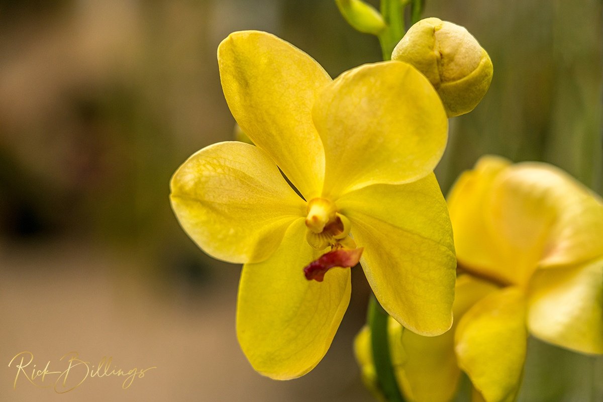 1365-Yellow-Orchid