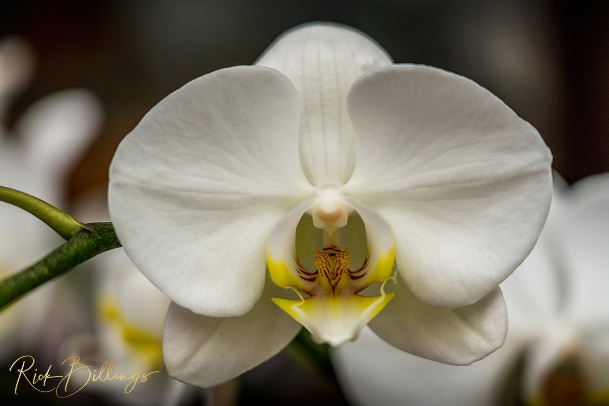 1367-White-Orchid